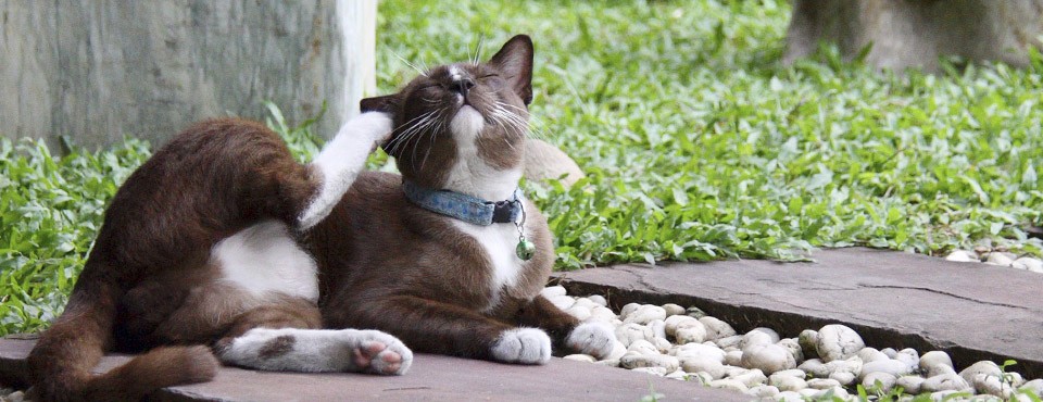 Wondering How To Tell If Your Cat Has Fleas? Here Are 9 Signs