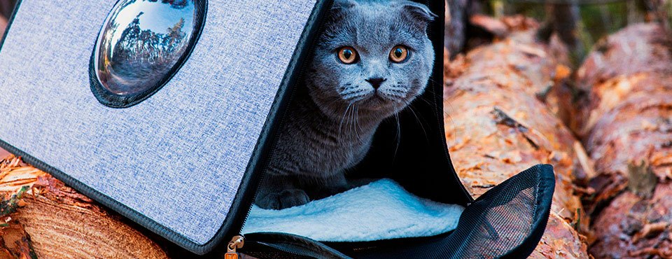 The Top 10 Cat Supplies For Your New Cat