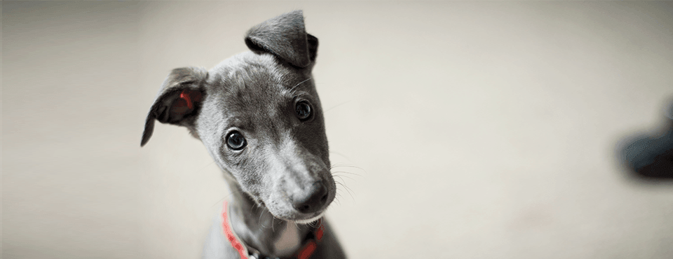 The Ins and Outs of Puppy Socialisation