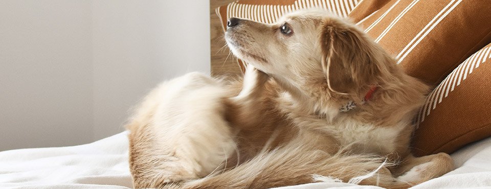 Why Some Dogs Are More Attractive To Fleas Than Others